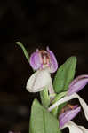 Showy orchis <BR>Showy orchid